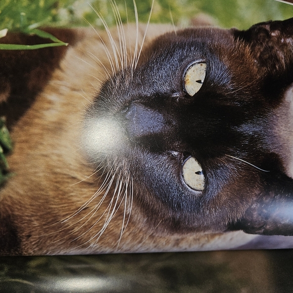 The New Encyclopedia Of The Cats By Bruce Fogle - Picture 7 of 10